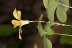 Great yellow woodsorrel